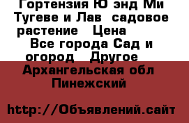 Гортензия Ю энд Ми Тугеве и Лав, садовое растение › Цена ­ 550 - Все города Сад и огород » Другое   . Архангельская обл.,Пинежский 